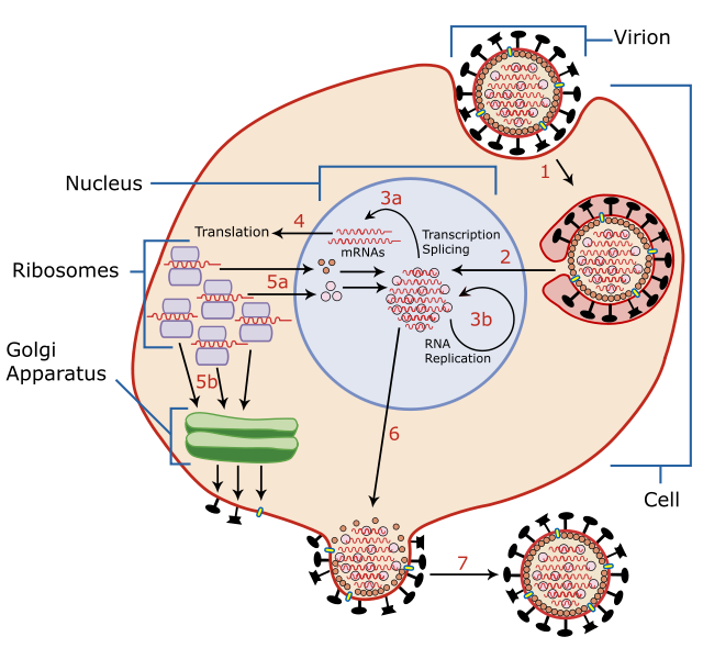 CMV in host cell nucleus